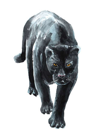 Black panther or jaguar.の写真素材