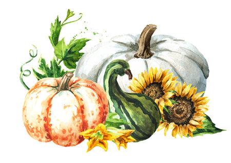 Autumn composition with pumpkins, sunflower flowers. Hand drawn watercolor illustration, isolated on white backgroundの写真素材