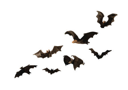 Flying bat set. Hand drawn watercolor illustration, isolated on white background