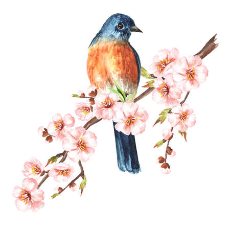 Bird, sitting on a cherry blossom branch. Spring card concept. Watercolor hand drawn illustration isolated on the white backgroundの写真素材