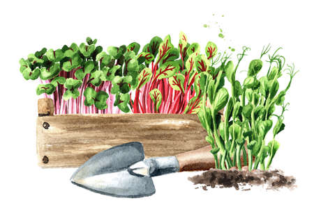 Sprouts ready for planting. Spring works in the garden. Hand drawn watercolor illustration isolated on white backgroundの写真素材