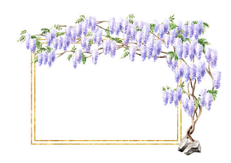 Wisteria blossom tree card background. Hand drawn watercolor illustration isolated on white backgroundの写真素材