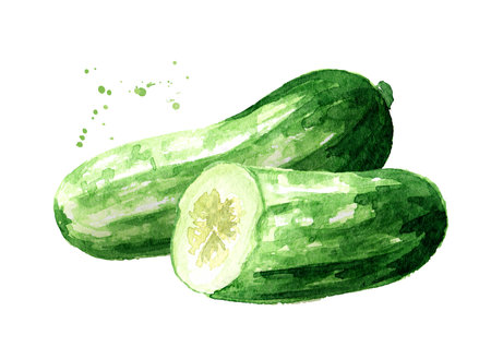 Green whole and cut Cucumber, Watercolor hand drawn illustration isolated on white backgroundの写真素材