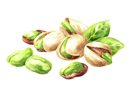 pistachios. Watercolor hand drawn illustration, isolated on white backgroundの写真素材