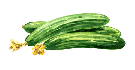 Long Cucumber, Watercolor hand drawn illustration, isolated on white backgroundの写真素材