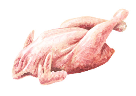 Raw chicken hen carcass, free grazing, farm, home. Hand drawn watercolor illustration, isolated on white backgroundの写真素材
