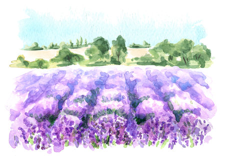 Lavender fields, Provence summer landscape. Welcome to France card concept. Hand drawn watercolor illustration isolated on white backgroundの写真素材