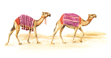Camels in the desert. Hand drawn watercolor illustration isolated on white backgroundの写真素材