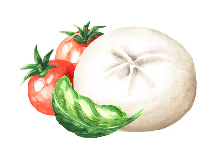 Burrata soft cheese with tomatoes and basil. Hand drawn watercolor illustration isolated on white backgroundの写真素材
