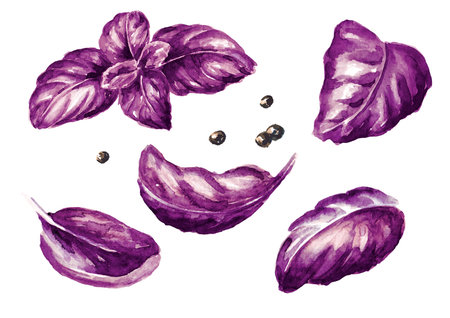 Fresh purple, red, violet basil leaves. Hand drawn watercolor illustration, isolated on white backgroundの写真素材
