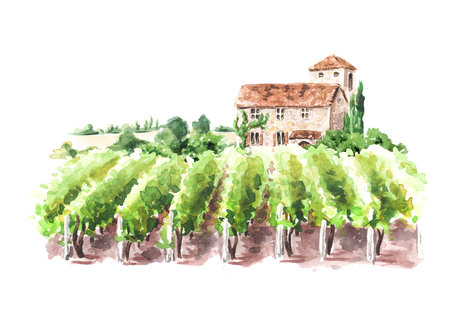 Landscape with vineyard and Tuscan Chateau. Hand drawn watercolor illustration isolated on white backgroundの写真素材