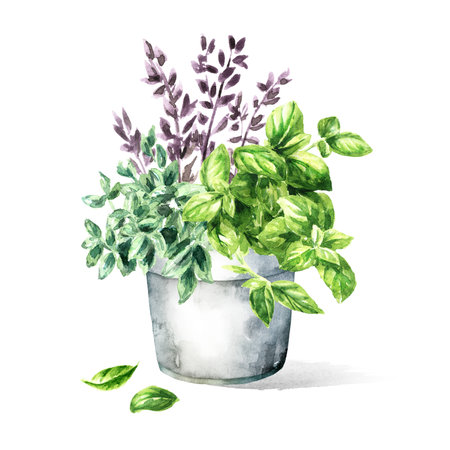 Kitchen fragrant herbs in flower pot. Hand drawn watercolor illustration, isolated on white backgroundの写真素材