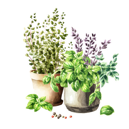 Kitchen fragrant herbs in flower pots. Hand drawn watercolor illustration isolated on white backgroundの写真素材