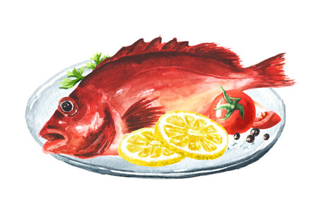 Fresh fish Red sea perch (or bigeye fish), seafood. Hand drawn watercolor illustration, isolated on white backgroundの写真素材