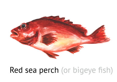 Fresh live swimming fish Red sea perch (or bigeye fish). Hand drawn watercolor illustration,...