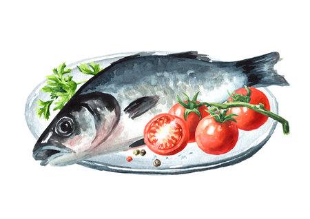 Fresh fish sea bass. Hand drawn watercolor illustration, isolated on white backgroundの写真素材