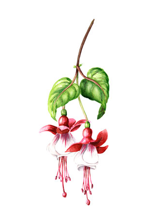 Fuchsia flower branch. Hand drawn watercolor illustration isolated on white backgroundの写真素材