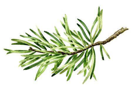 Fir branch. Hand drawn watercolor illustration, isolated on white backgroundの写真素材