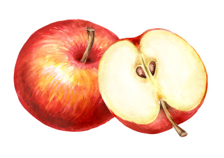 Red sweet Apples, Hand drawn watercolor illustration, isolated on white backgroundの写真素材