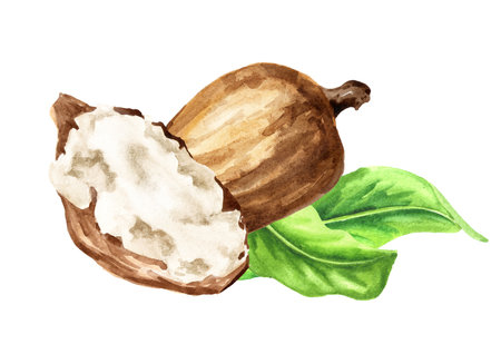 Shea nuts with butter and green leaves, Watercolor real hand drawn illustration isolated on white backgroundの写真素材