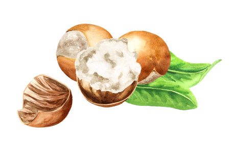 Shea nuts with butter and green leaves, Watercolor hand drawn illustration, isolated on white backgroundの写真素材