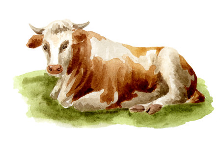 Ð¡ow lying on the grass, Hand drawn watercolor illustration, isolated on white backgroundの写真素材