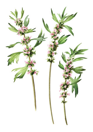 Motherwort, medicinal plant with flowers and green leaves set. Hand drawn watercolor illustration isolated on white backgroundの写真素材