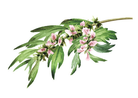 Motherwort, medicinal plant with flowers and green leaves. Hand drawn watercolor illustration, isolated on white backgroundの写真素材