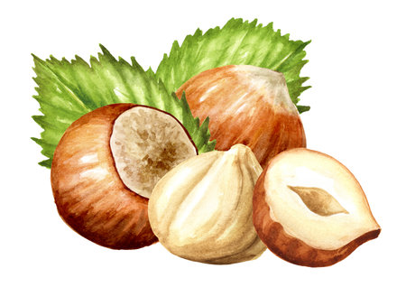 Hazelnut kernels. Hand drawn watercolor illustration isolated on white backgroundの写真素材