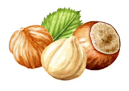 Hazelnuts, kernels and leaf. Hand drawn watercolor illustration isolated on white backgroundの写真素材