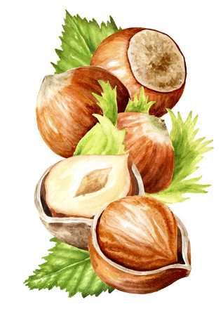 Hazelnuts kernels and leaves. Hand drawn watercolor illustration, isolated on white backgroundの写真素材