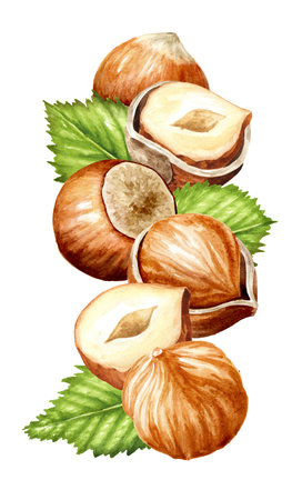 Hazelnuts kernels and leaves. Hand drawn watercolor illustration, isolated on white backgroundの写真素材