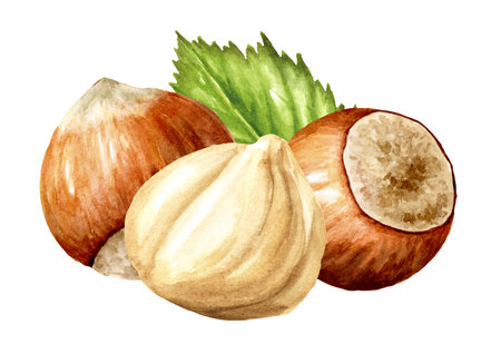 Hazelnut kernels and leaves. Hand drawn watercolor illustration isolated on white backgroundの写真素材