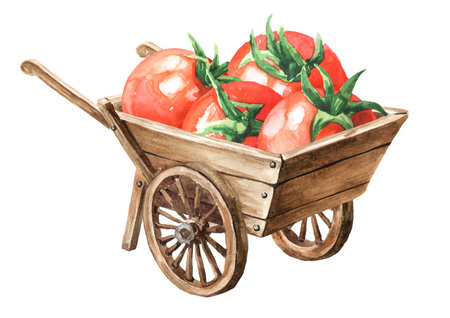 Wooden garden wheelbarrow cart with Fresh ripe cherry tomatoes. Hand drawn watercolor illustration, isolated on white backgroundの写真素材