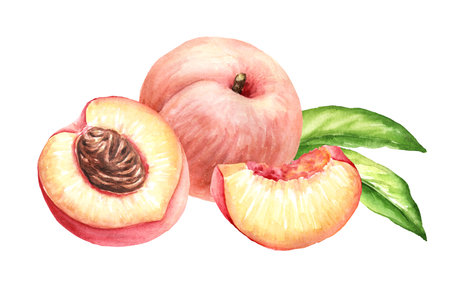 Ripoe sweet Peaches with green leaves. Hand drawn watercolor illustration, isolated on white backgroundの写真素材