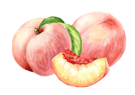 Ripe sweet Peaches, Hand drawn watercolor illustration isolated on white backgroundの写真素材