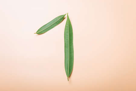 Number 1 made from green leaves.の写真素材