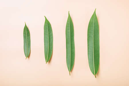 Green leaves on a beige background, flat layout, top view, background