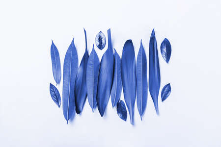 beautiful blue leaves on a white background, textureの写真素材