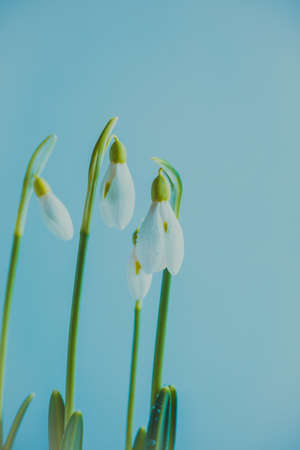 Fresh flowers of snowdrops on a blue background, copy space, toned photoの写真素材