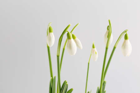 Fresh snowdrop flowers on a white background