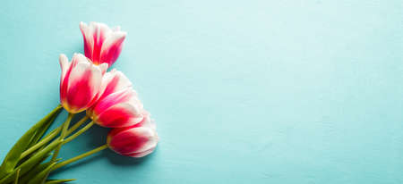 pink tulips on a blue wooden background, a bouquet of flowers, a horizontal long banner, copy spaceの写真素材