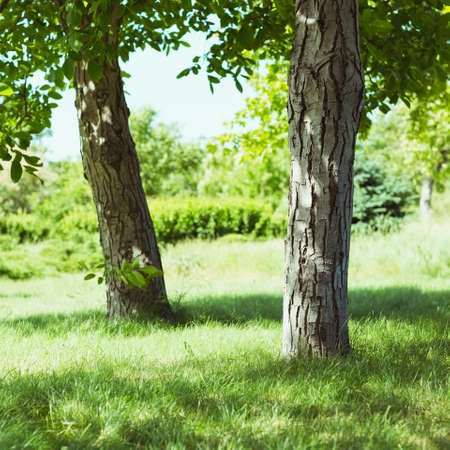 Two trees in a park on a green lawn, squareの写真素材