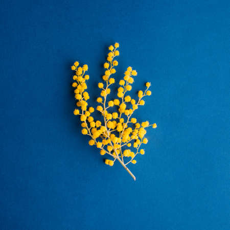 branch of blooming mimosa on a blue background, copy space, bannerの写真素材