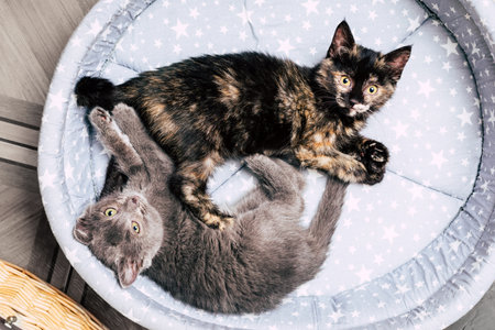 two kittens lie on a bed. a pet