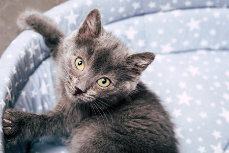little gray kitten. home pet. close-upの写真素材