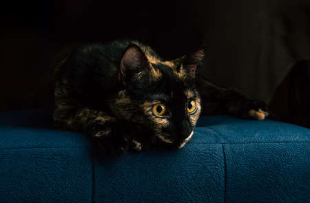 A black cat with red spots lies on a blue sofaの写真素材