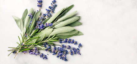 Fresh spicy herbs. Sage leaves, lavender and rosemary.の写真素材