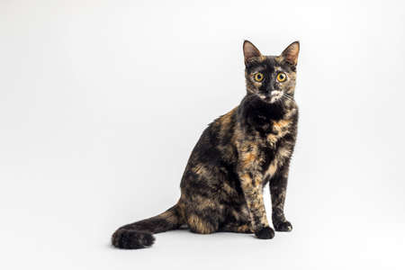 Black young cat with red spotsの写真素材