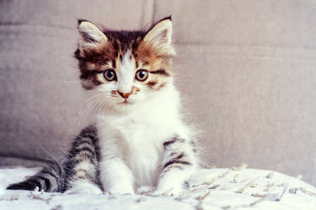 Small, cute, fluffy kitten sits on the couchの写真素材